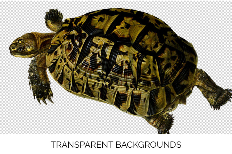 turtle-clipart-vintage-tortoise