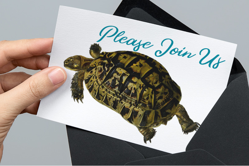 turtle-clipart-vintage-tortoise