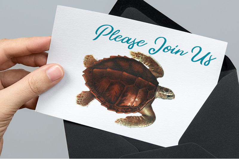 sea-turtle-clipart-vintage