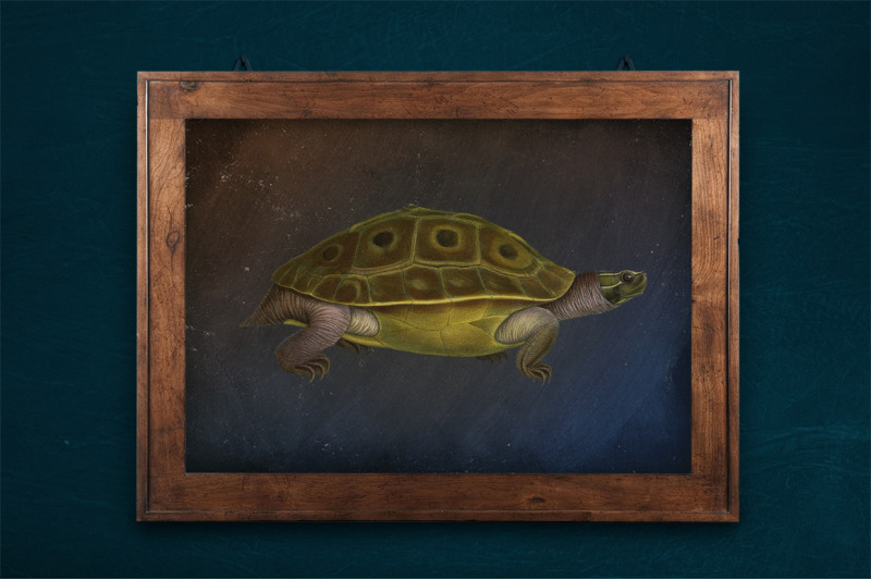 turtle-clipart-vintage