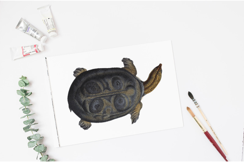 turtle-clipart-vintage