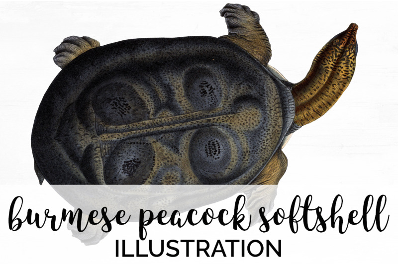 turtle-clipart-vintage