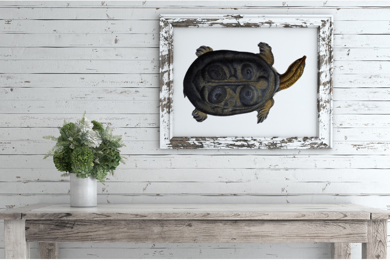 turtle-clipart-vintage