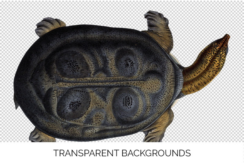 turtle-clipart-vintage