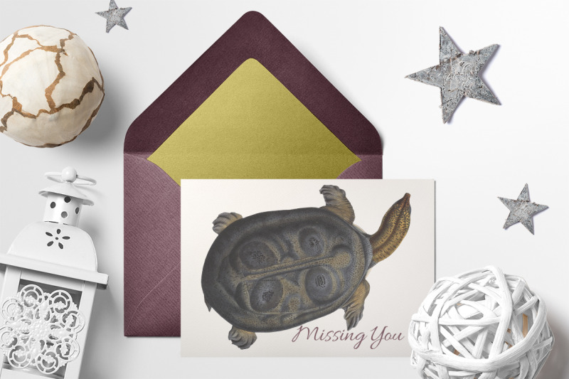 turtle-clipart-vintage