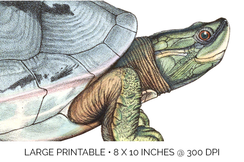 turtle-clipart-vintage