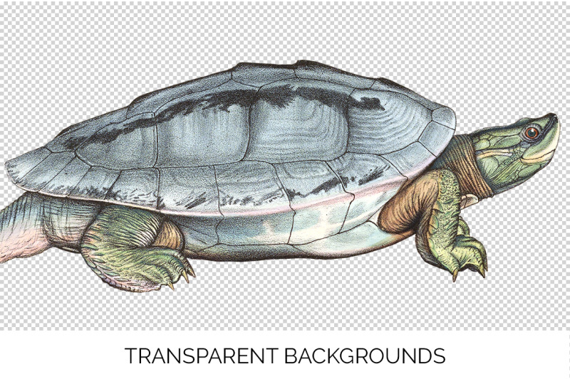 turtle-clipart-vintage