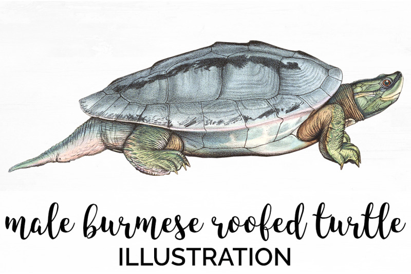 turtle-clipart-vintage