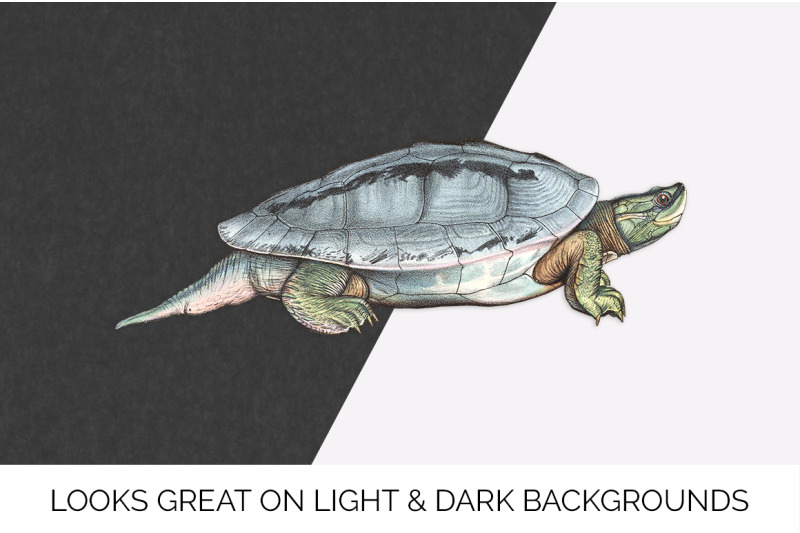 turtle-clipart-vintage