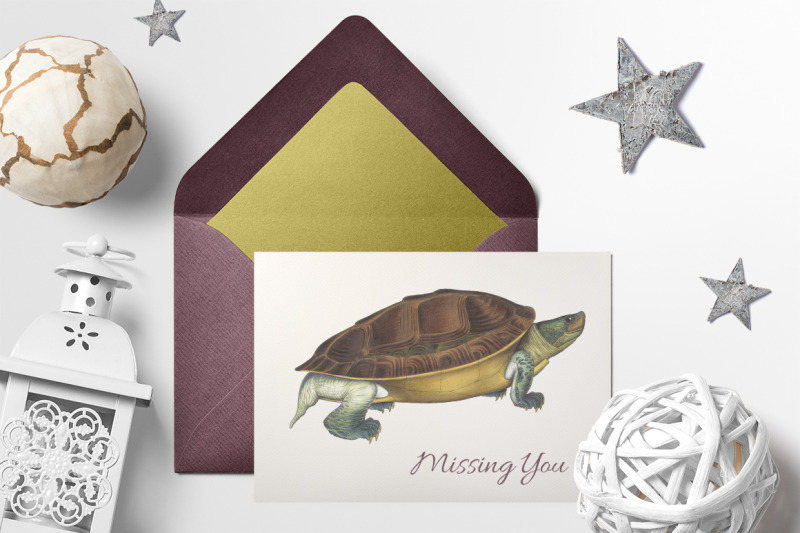 turtle-clipart-vintage