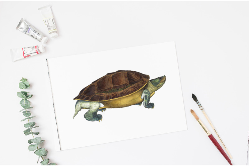 turtle-clipart-vintage