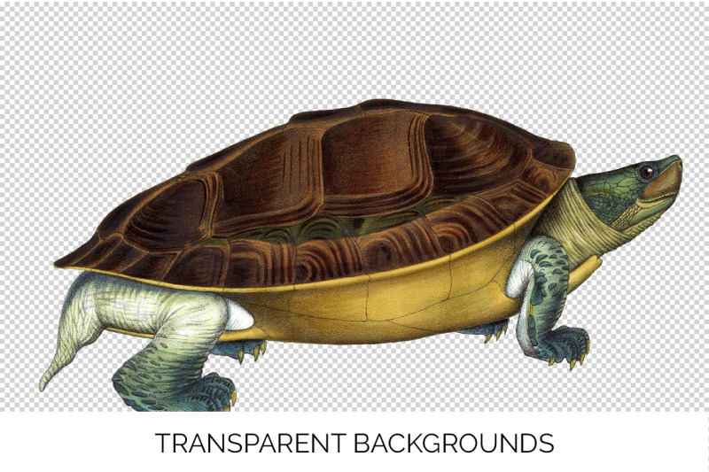 turtle-clipart-vintage