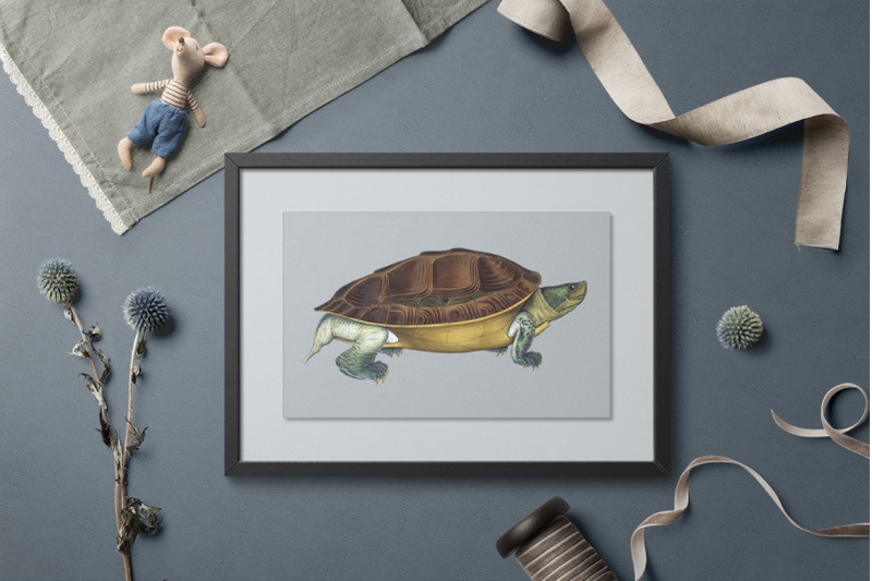 turtle-clipart-vintage