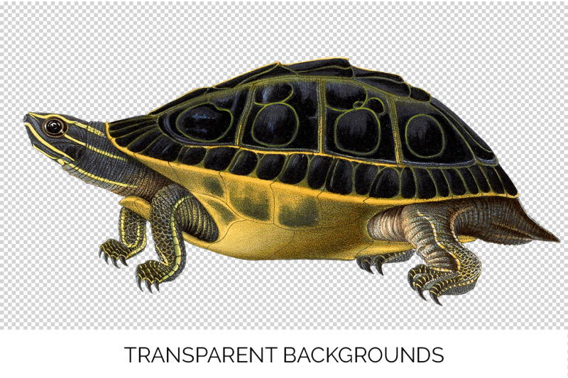 turtle-clipart-vintage