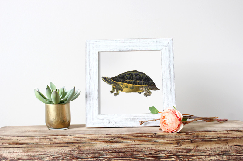 turtle-clipart-vintage