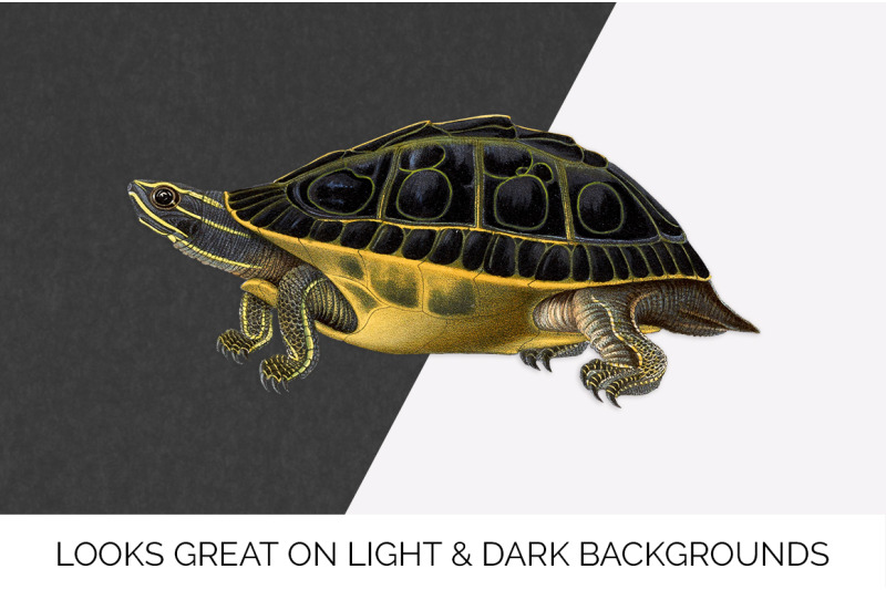 turtle-clipart-vintage