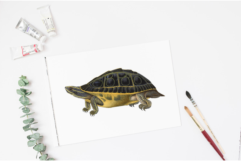 turtle-clipart-vintage