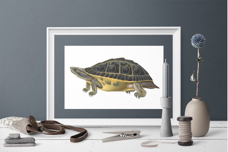 turtle-clipart-vintage