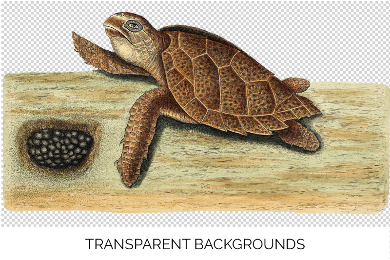 sea-turtle-clipart-vintage