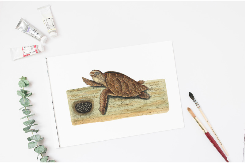 sea-turtle-clipart-vintage