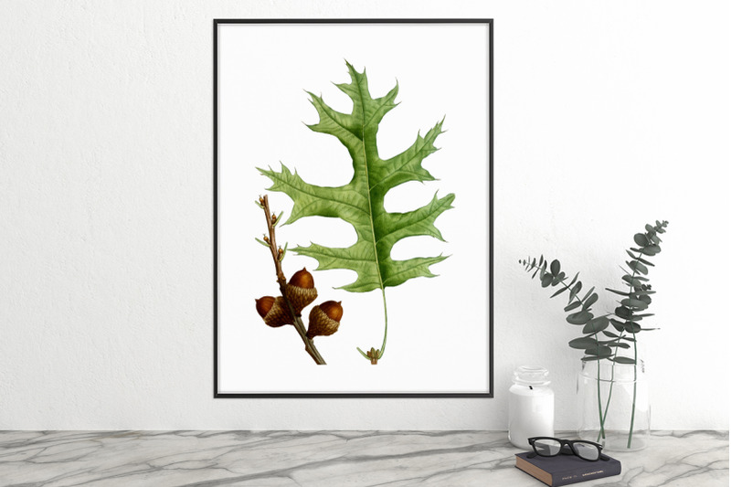 oak-leaf-vintage-clipart