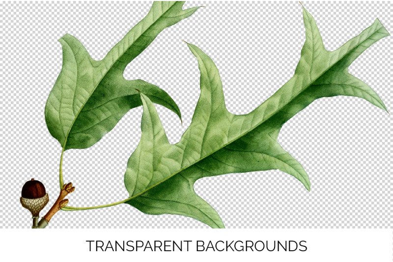 oak-leaf-vintage-clipart