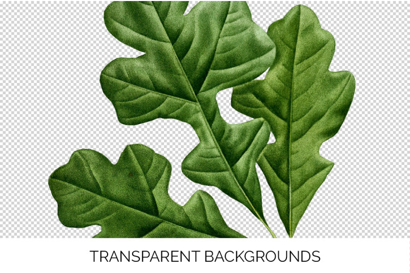 oak-leaf-vintage-clipart