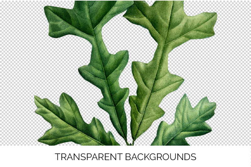 oak-leaf-vintage-clipart