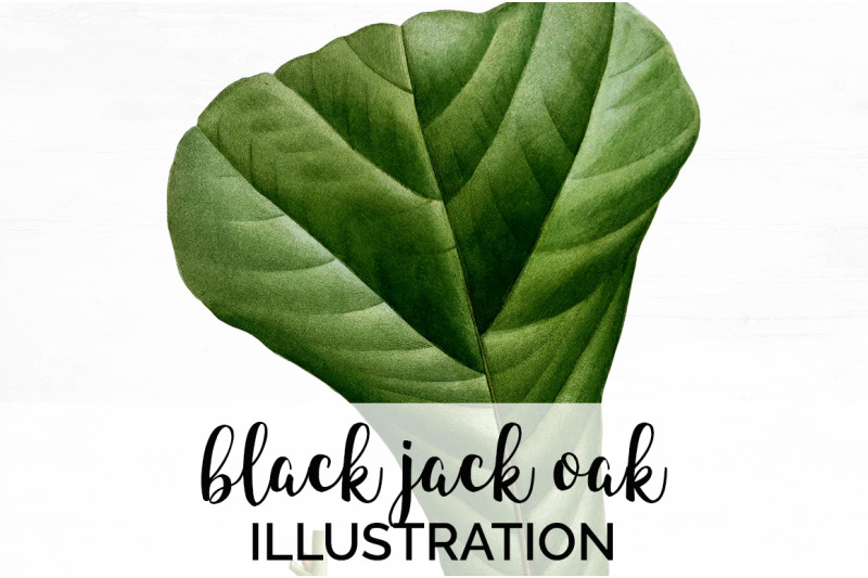 oak-leaf-vintage-clipart