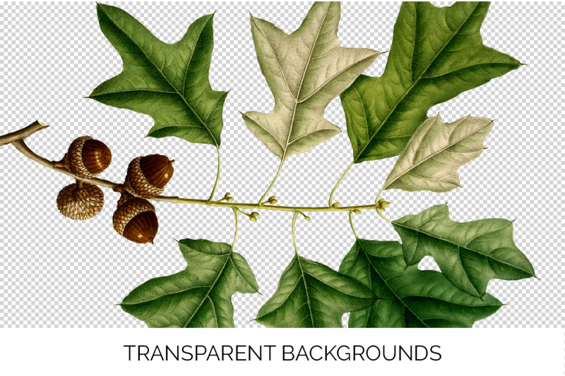 oak-leaf-vintage-clipart