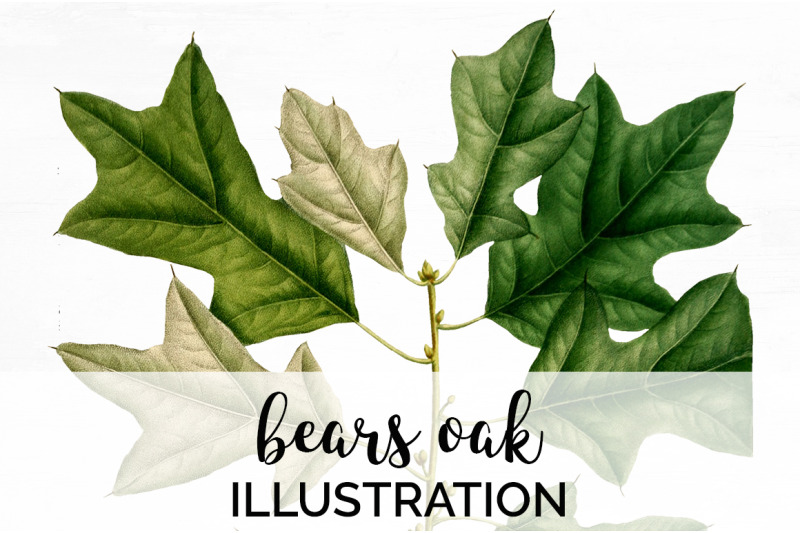 oak-leaf-vintage-clipart