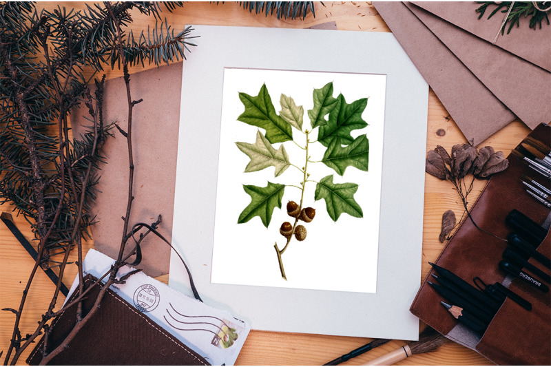 oak-leaf-vintage-clipart