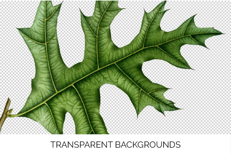 oak-leaf-vintage-clipart