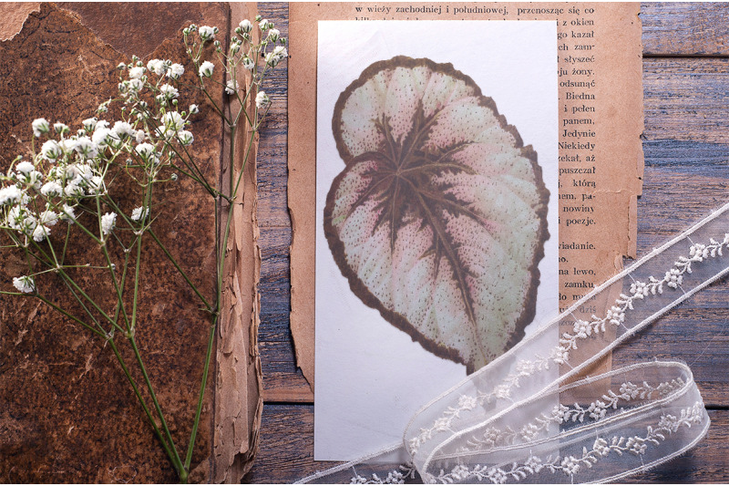 begonia-leaf-vintage-clipart