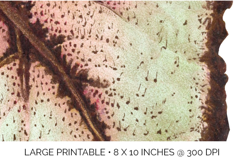 begonia-leaf-vintage-clipart