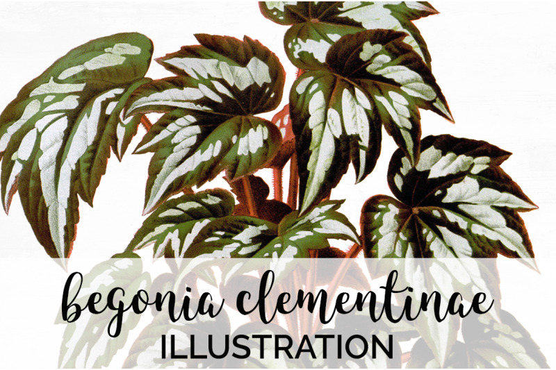 begonia-leaf-vintage-clipart