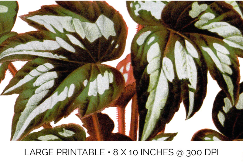 begonia-leaf-vintage-clipart