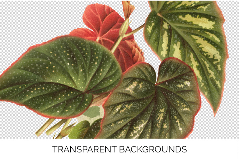 begonia-leaf-vintage-clipart