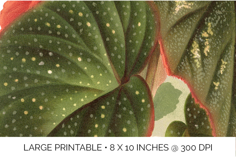 begonia-leaf-vintage-clipart