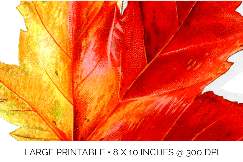 maple-leaf-vintage-clipart