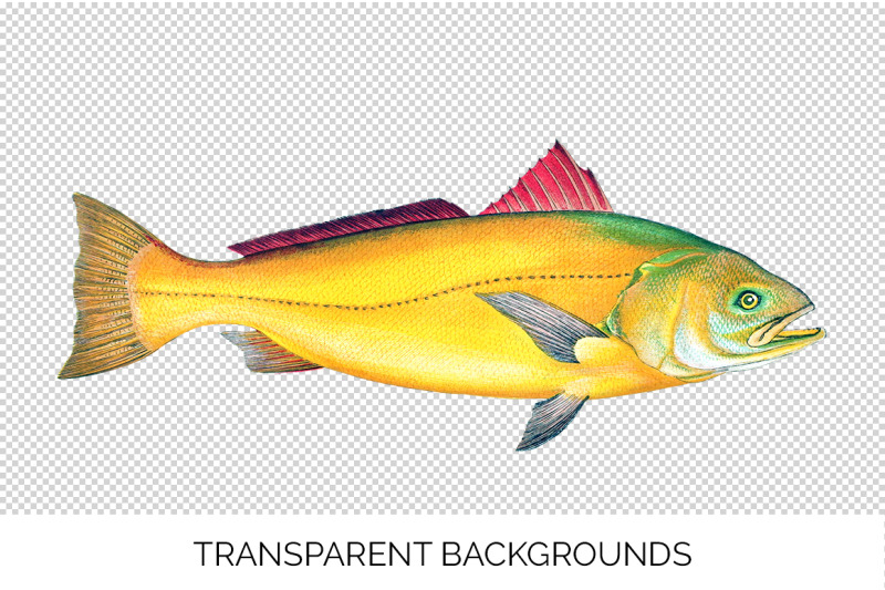 fish-clipart