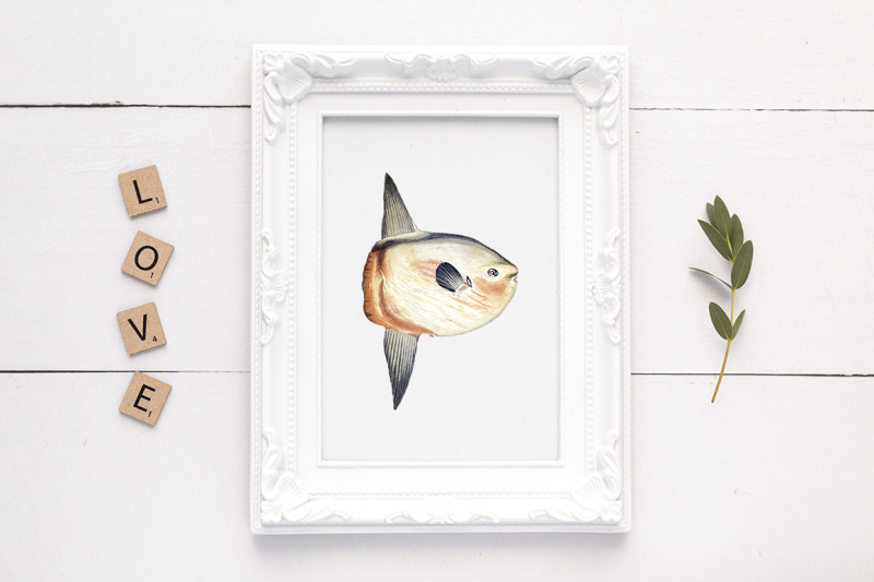 fish-clipart