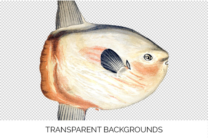 fish-clipart