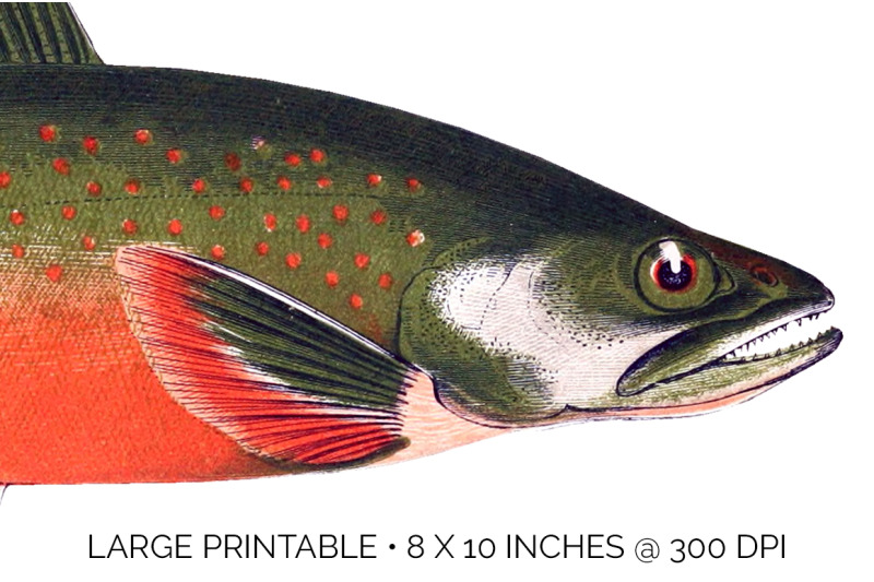 fish-clipart