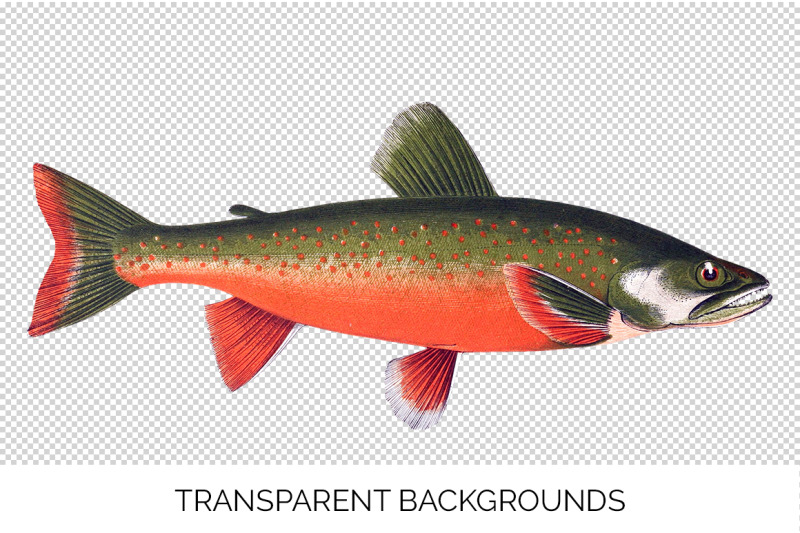 fish-clipart