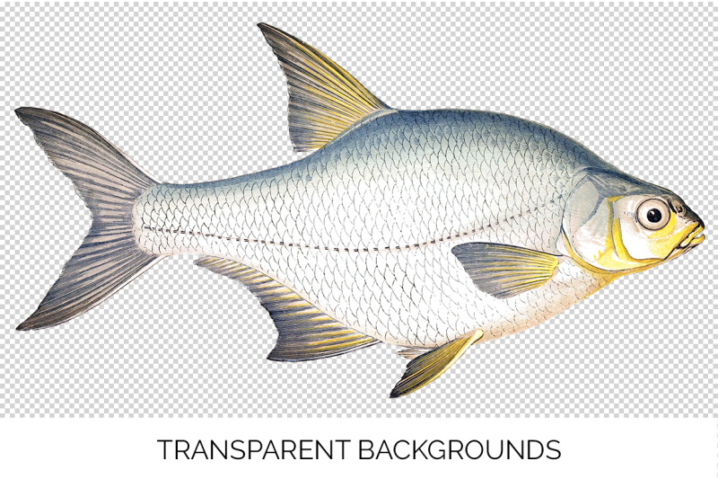 fish-clipart