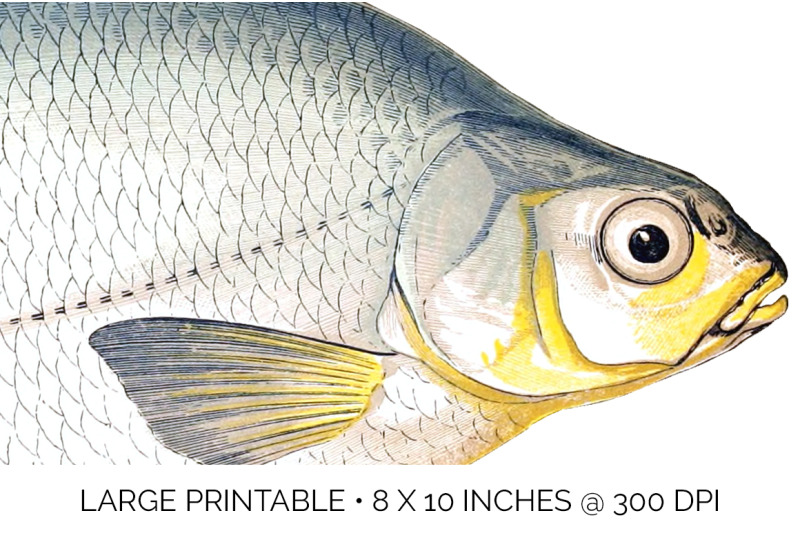 fish-clipart