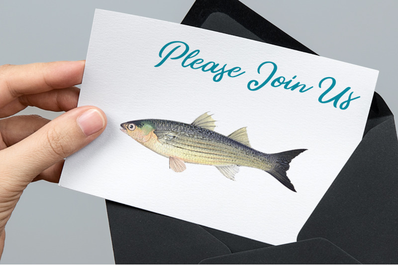 fish-clipart