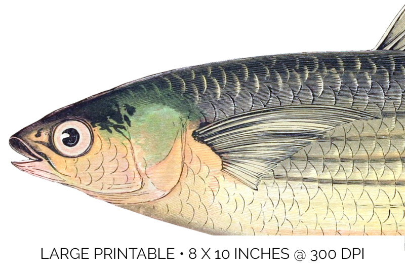 fish-clipart