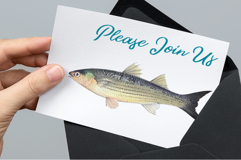 fish-clipart